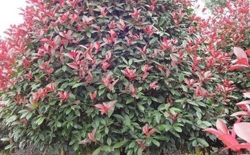 鳳陽風景樹專賣13053106063